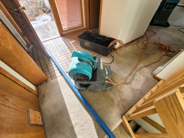 Best Carpet water damage restoration  in Wood Dale, IL