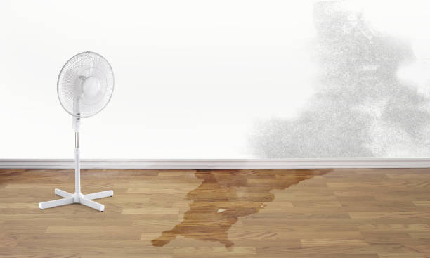 Best Professional water damage repair  in Wood Dale, IL